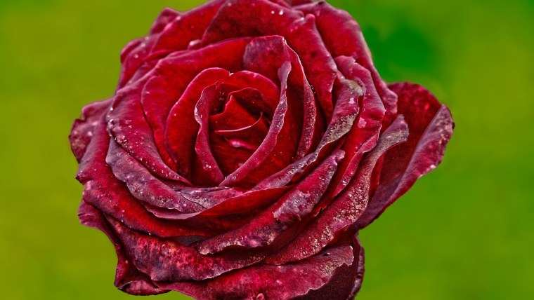 Красные розы