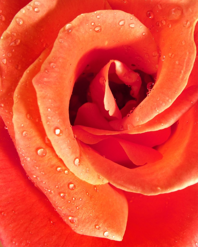 Цветы крупно