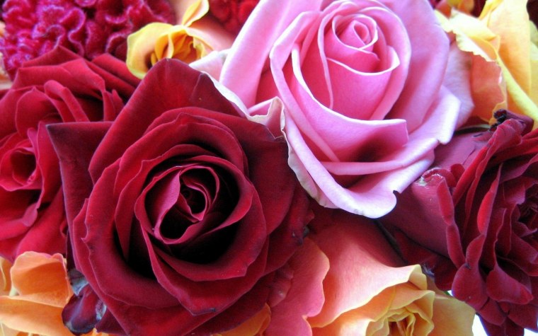 Роза сенлитсу