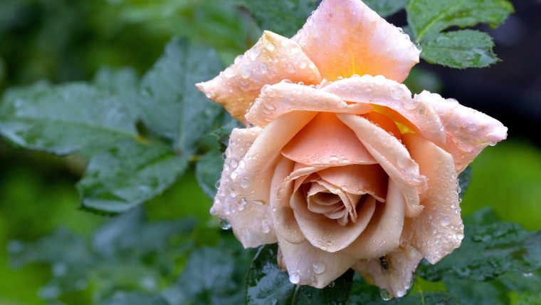 Красивые розы