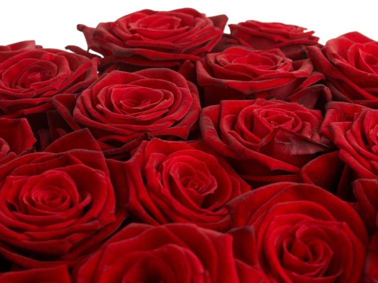 Роза бордовая