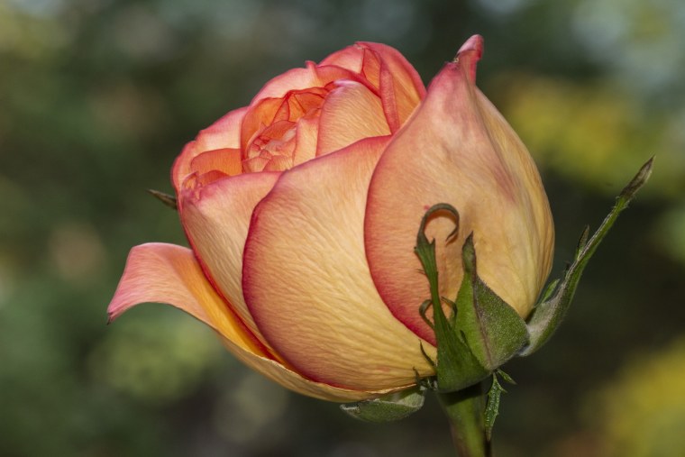 Розы каирские