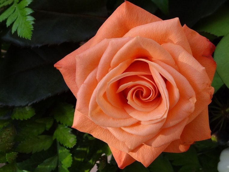 Розы оранжевого цвета