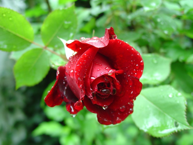 Роза помароса