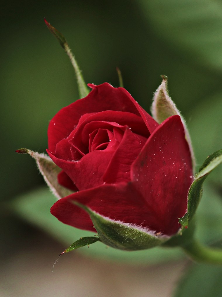 Бутон розы