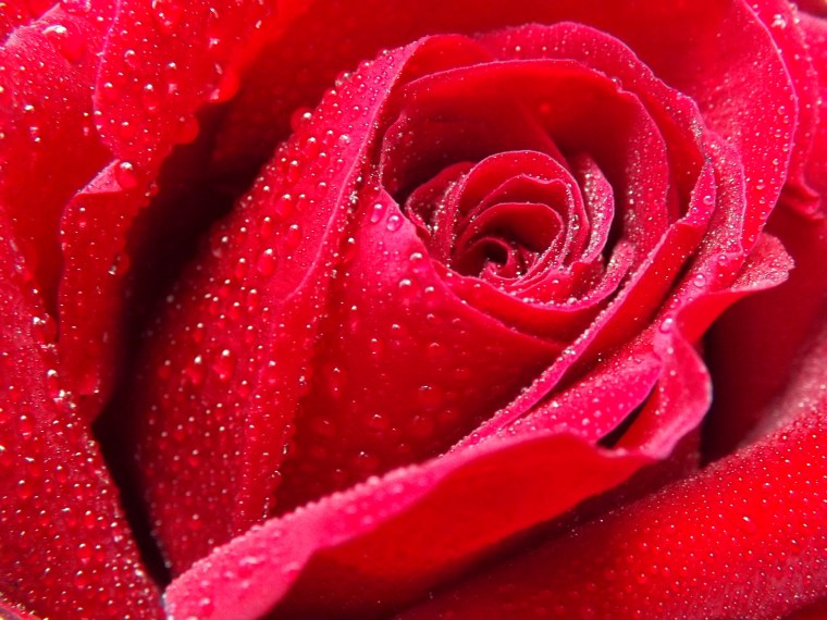 Красная роза с росой