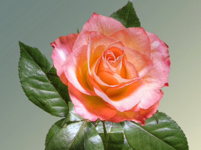 Роза крупным планом