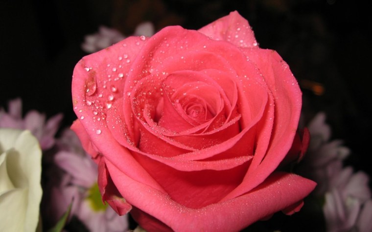 Красивые крупные розы