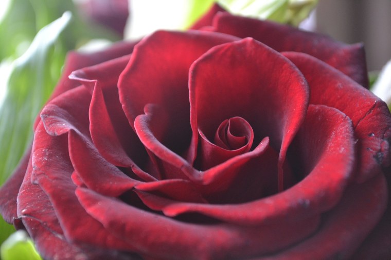 Роза бокаловидный бутон Вишневая