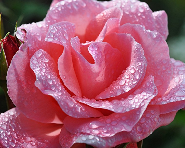 Роза крупным планом