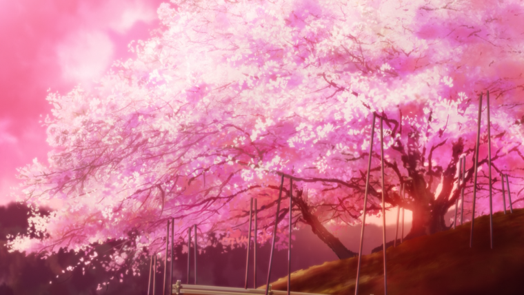 Сакура Геншин фон