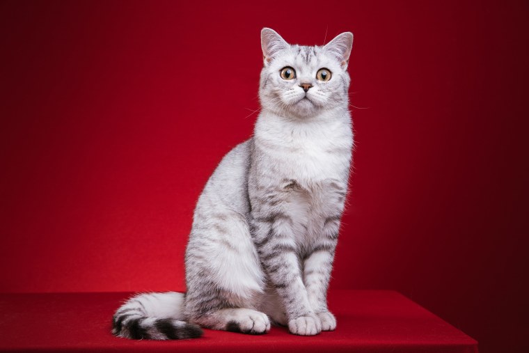 Шотландская короткошерстная