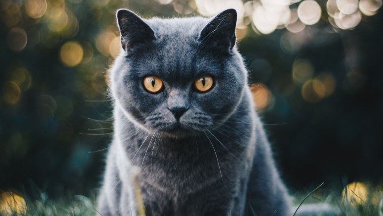 Обои Британская кошка