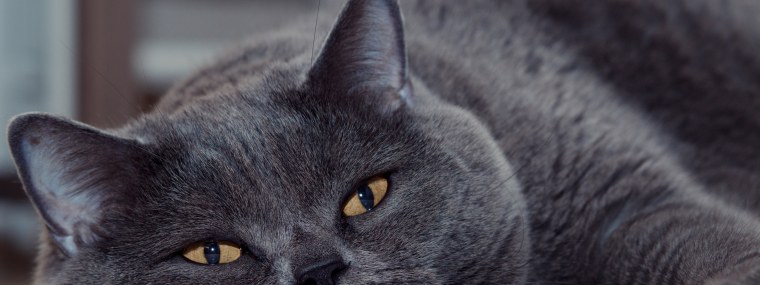 Британская кошка на рабочий стол