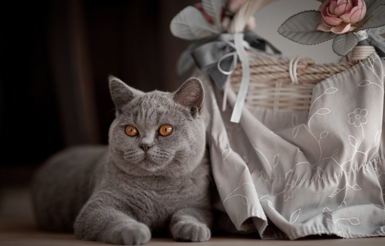 Британская кошка