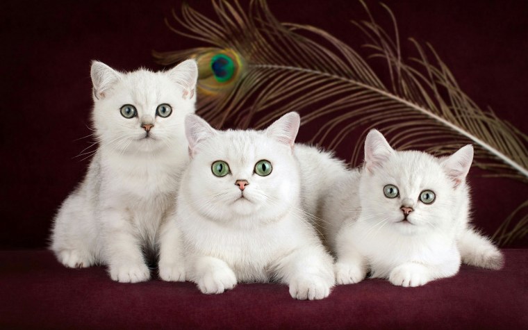 Обои на рабочий стол британский котенок