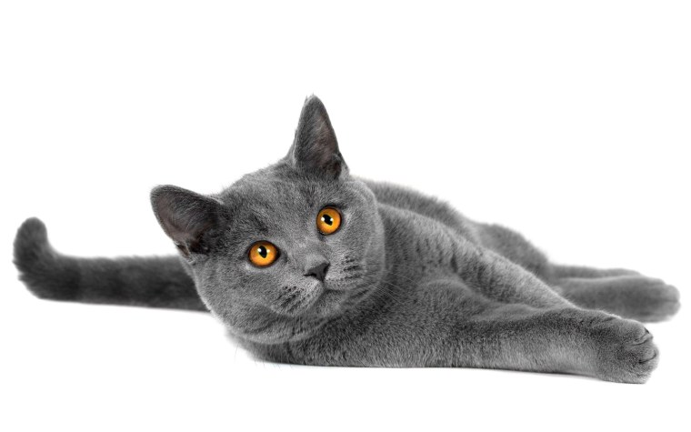 Британская короткошёрстная кошка