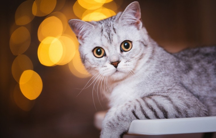 Кот британец серый полосатый