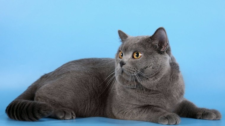 Британские прямоухие