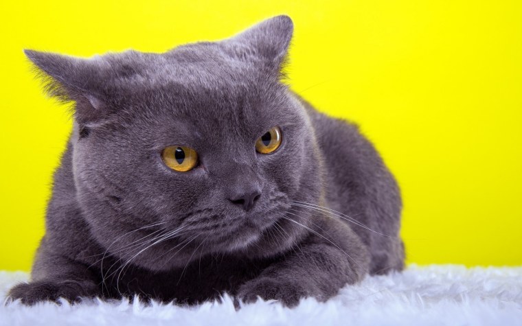 Корат шартрез Картезианская кошка