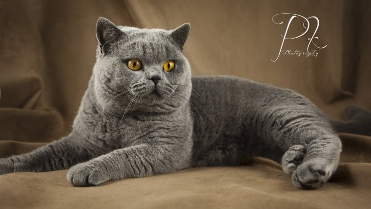 Британская короткошёрстная кошка шартрез