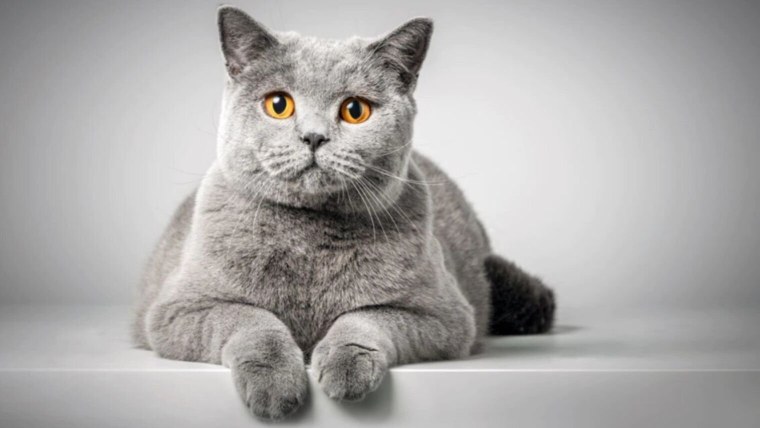 Британская кошка короткошерстная полосатая