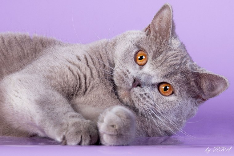 Британская короткошёрстная кошка шартрез