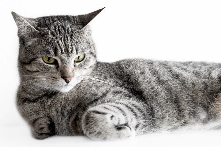 Кот и бабочка