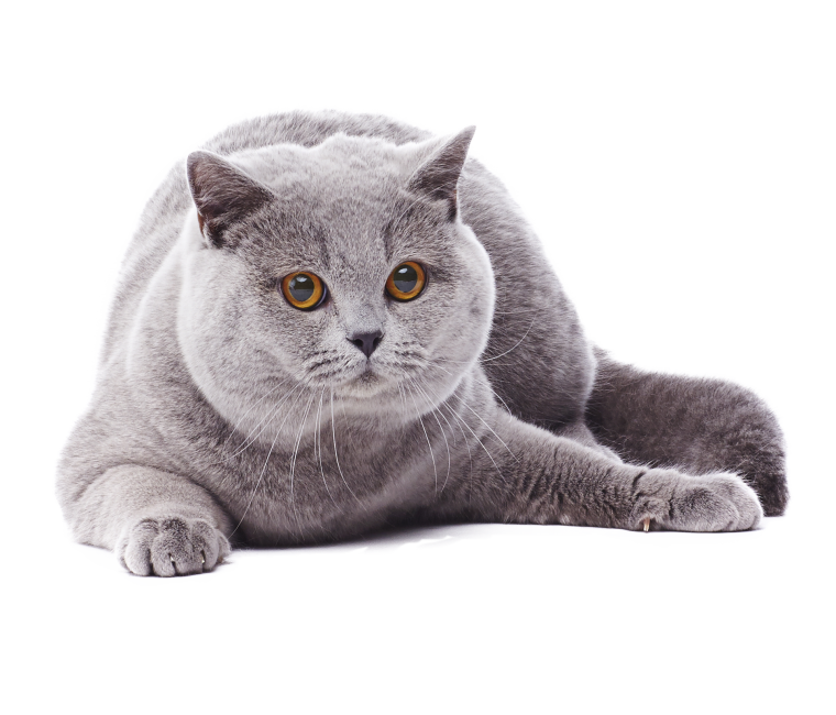 Шотландская прямоухая короткошерстная