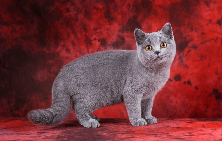 Британская кошка