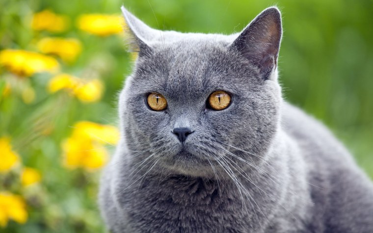 Корат шартрез Картезианская кошка