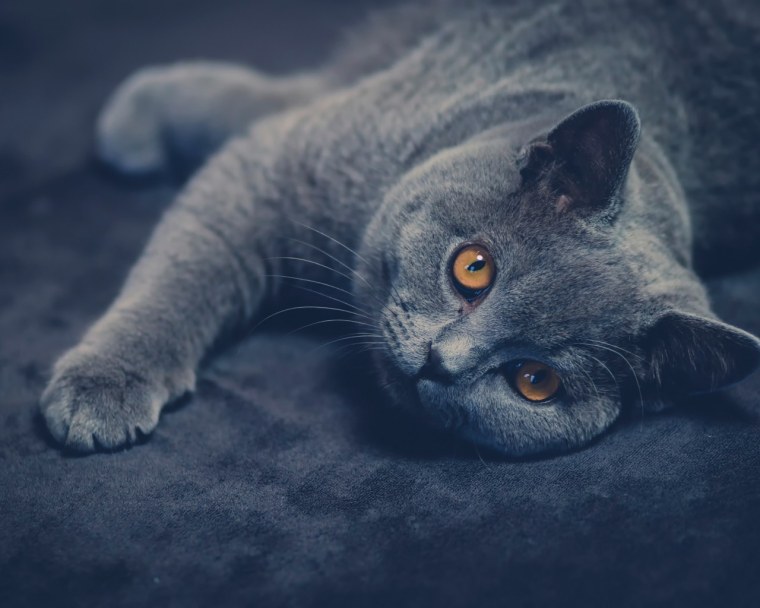 Красивая серая кошка