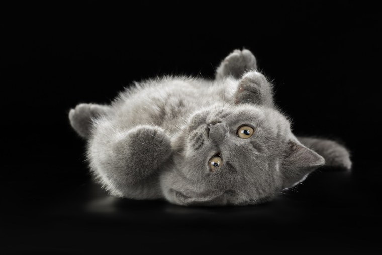 Порода кошек британец