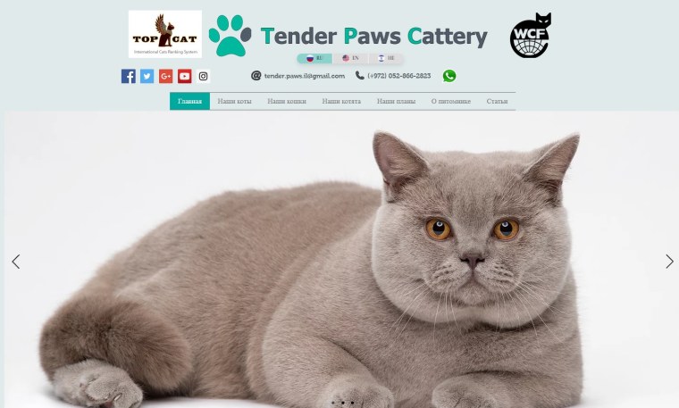 Британский короткошерстный кот толстый