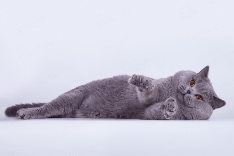 Британские котята смешанные