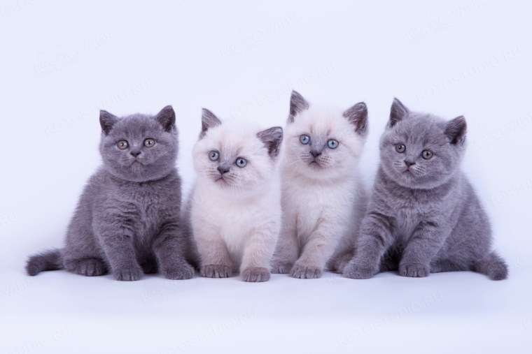 Британская короткошёрстная кошка дымчатая