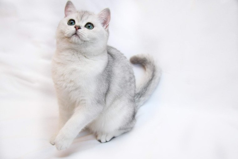 Британская кошка референс