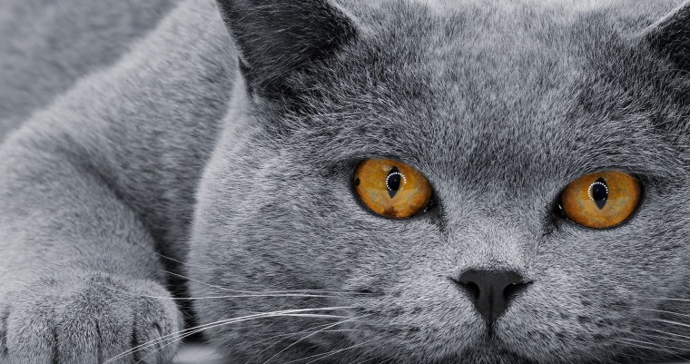 Витанская короткошёрстная кошка