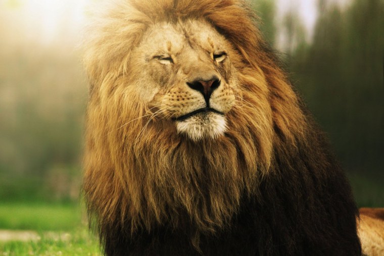 Обои на рабочий стол Лев