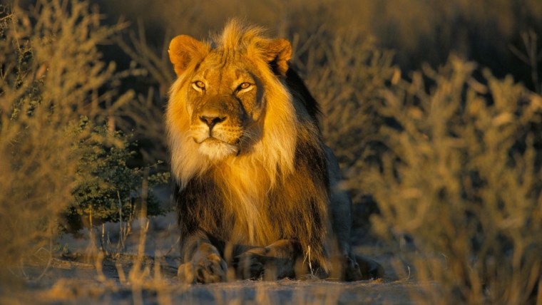 Обои на рабочий стол Лев