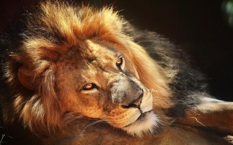 Голова Льва арт