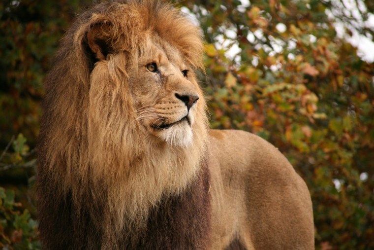 Североконголезский Лев