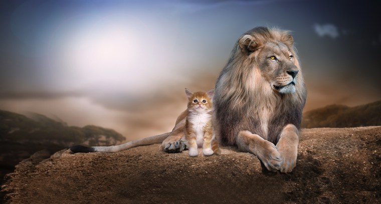 Лев фото для детей