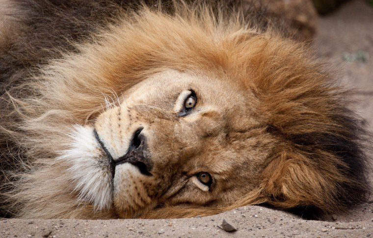 Львица с гривой