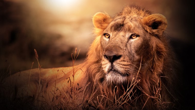 Лев с зелеными глазами