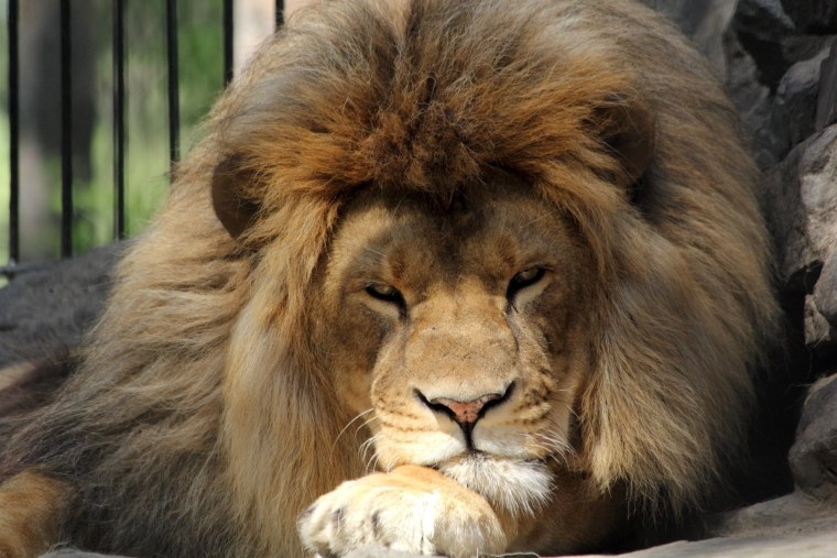 Картинки на рабочий стол Лев