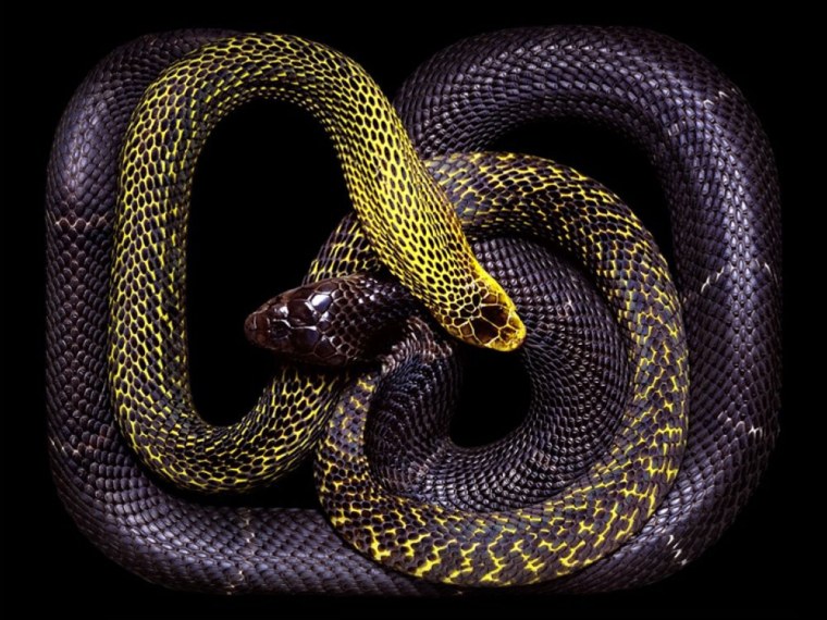 Змеи Гвидо Мокафико