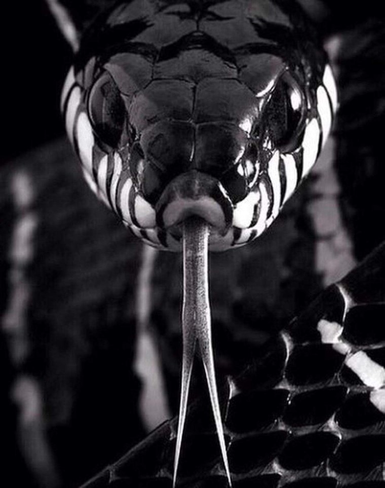 Ошейниковая змея