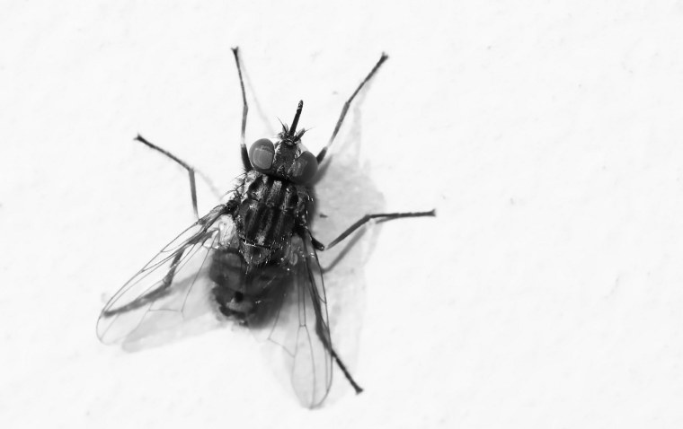 Муха на экране