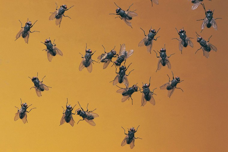 Несколько мух